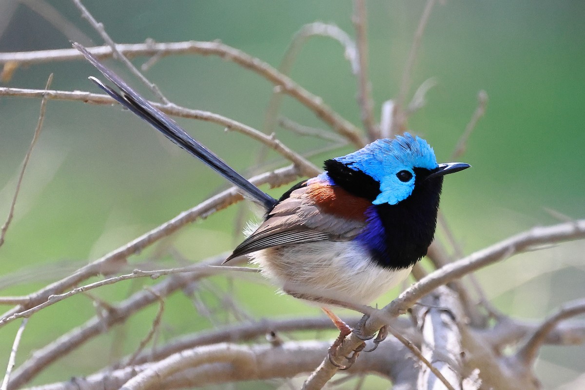 Variegated Fairywren - ML623826937