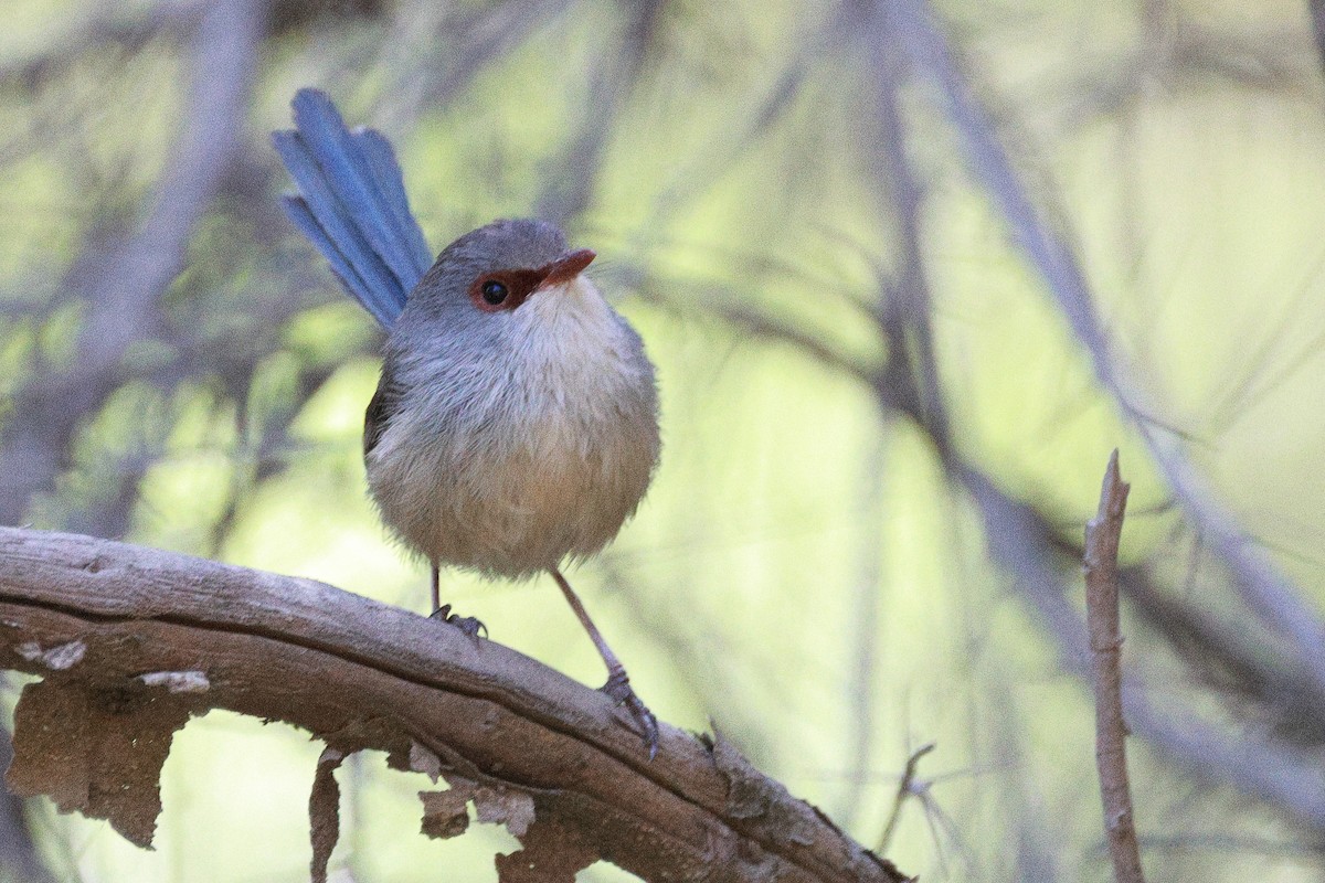 Variegated Fairywren - ML623826938