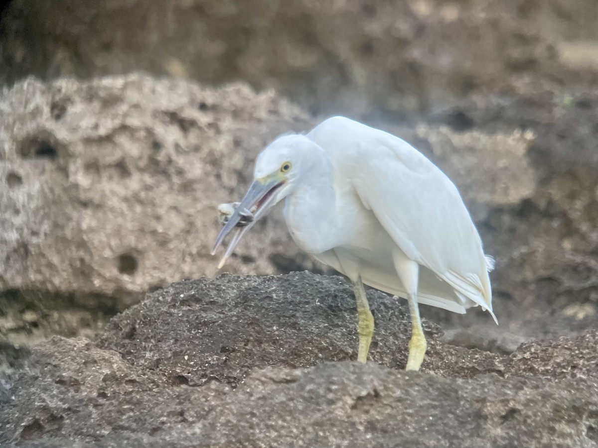 Pacific Reef-Heron - yasuhiro kojima