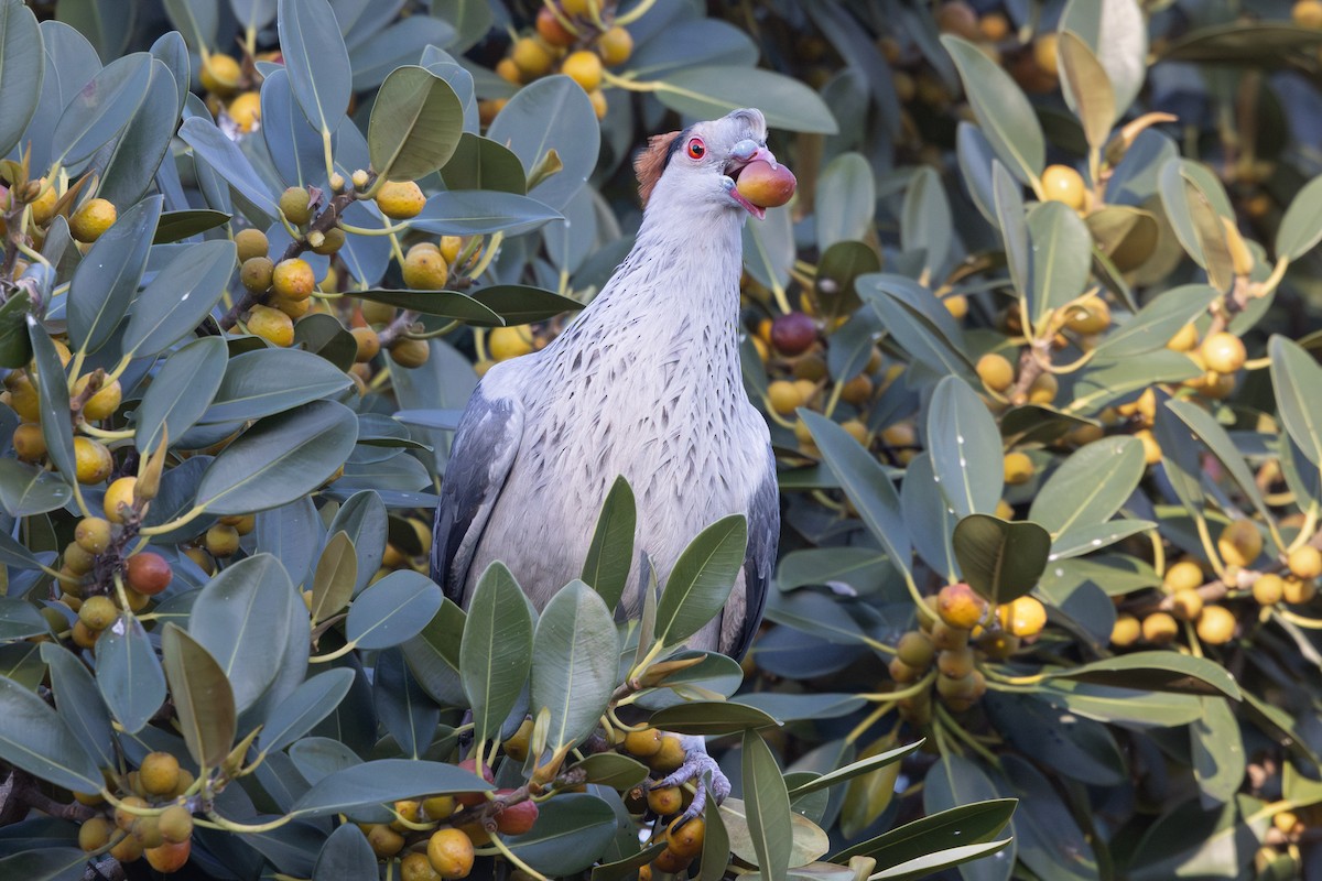 Topknot Pigeon - ML623826981