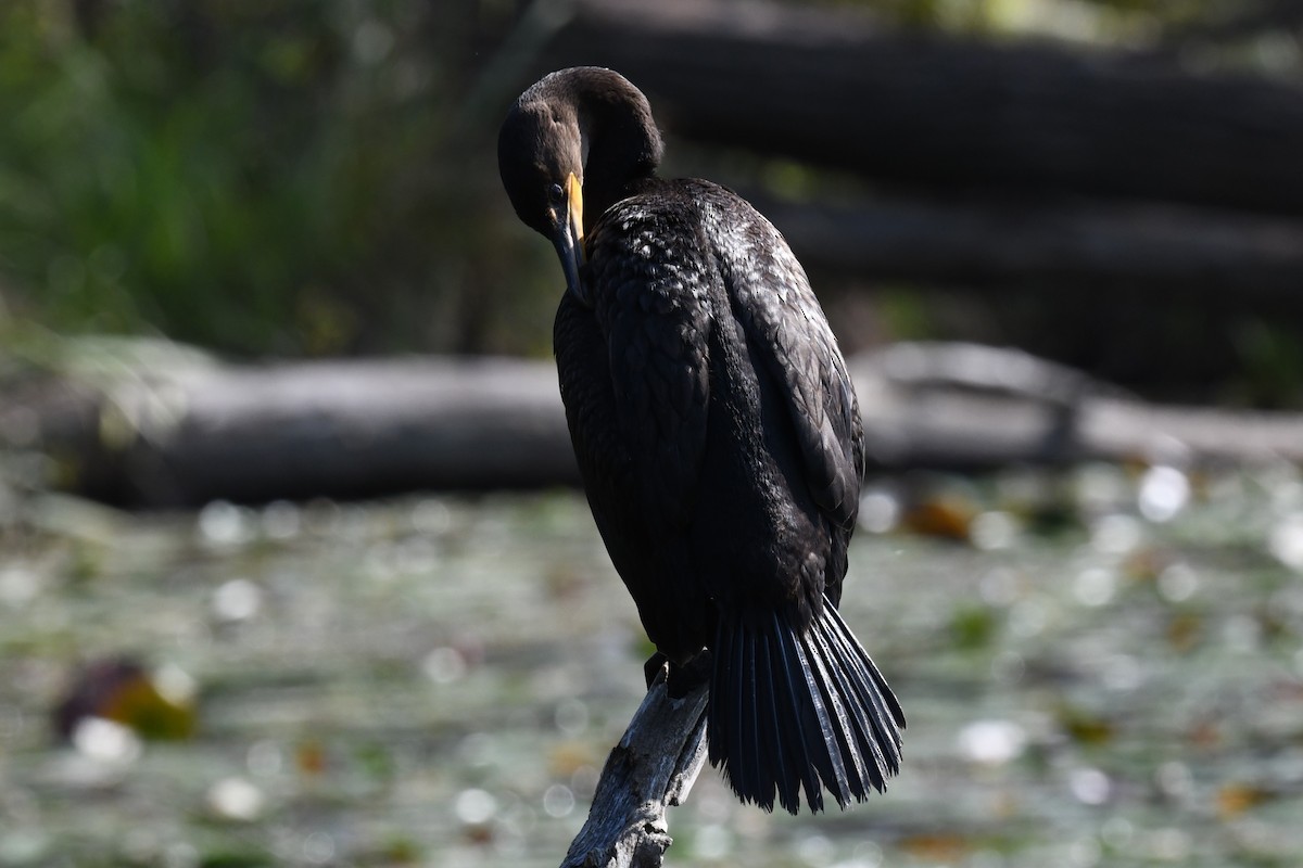 Double-crested Cormorant - ML623827001