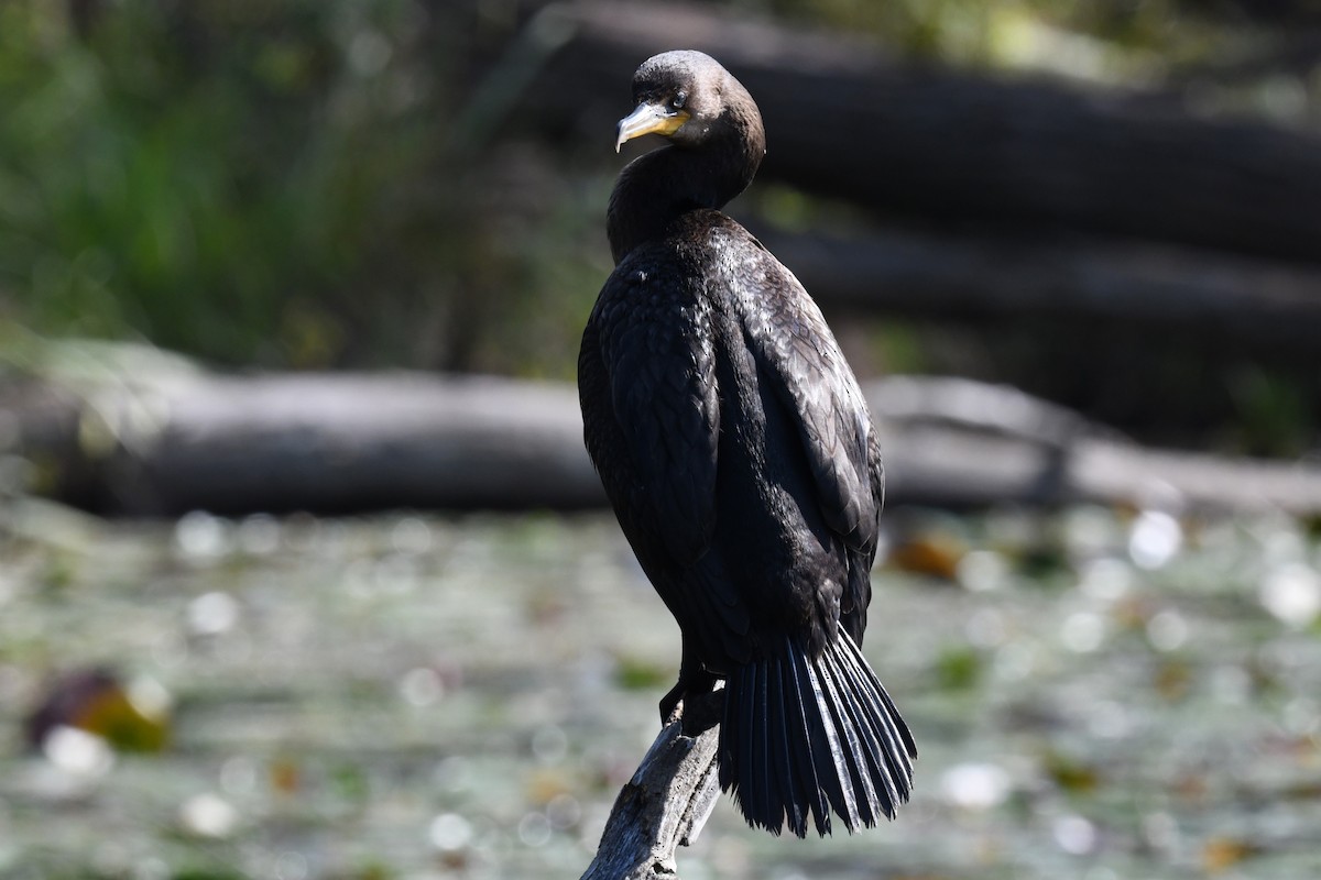 Double-crested Cormorant - Joseph Sefter