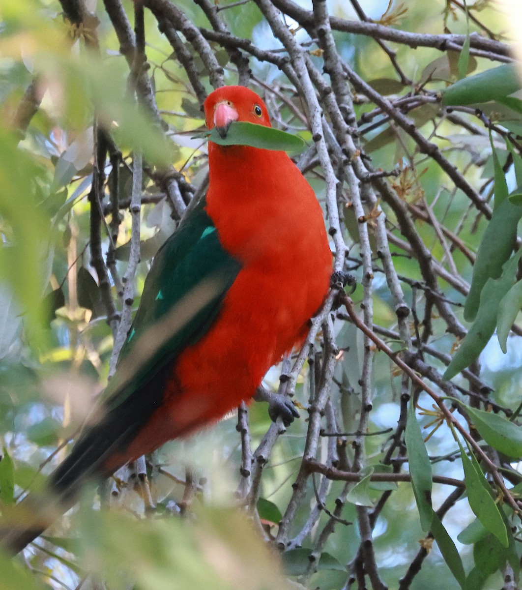 Australian King-Parrot - ML623827003