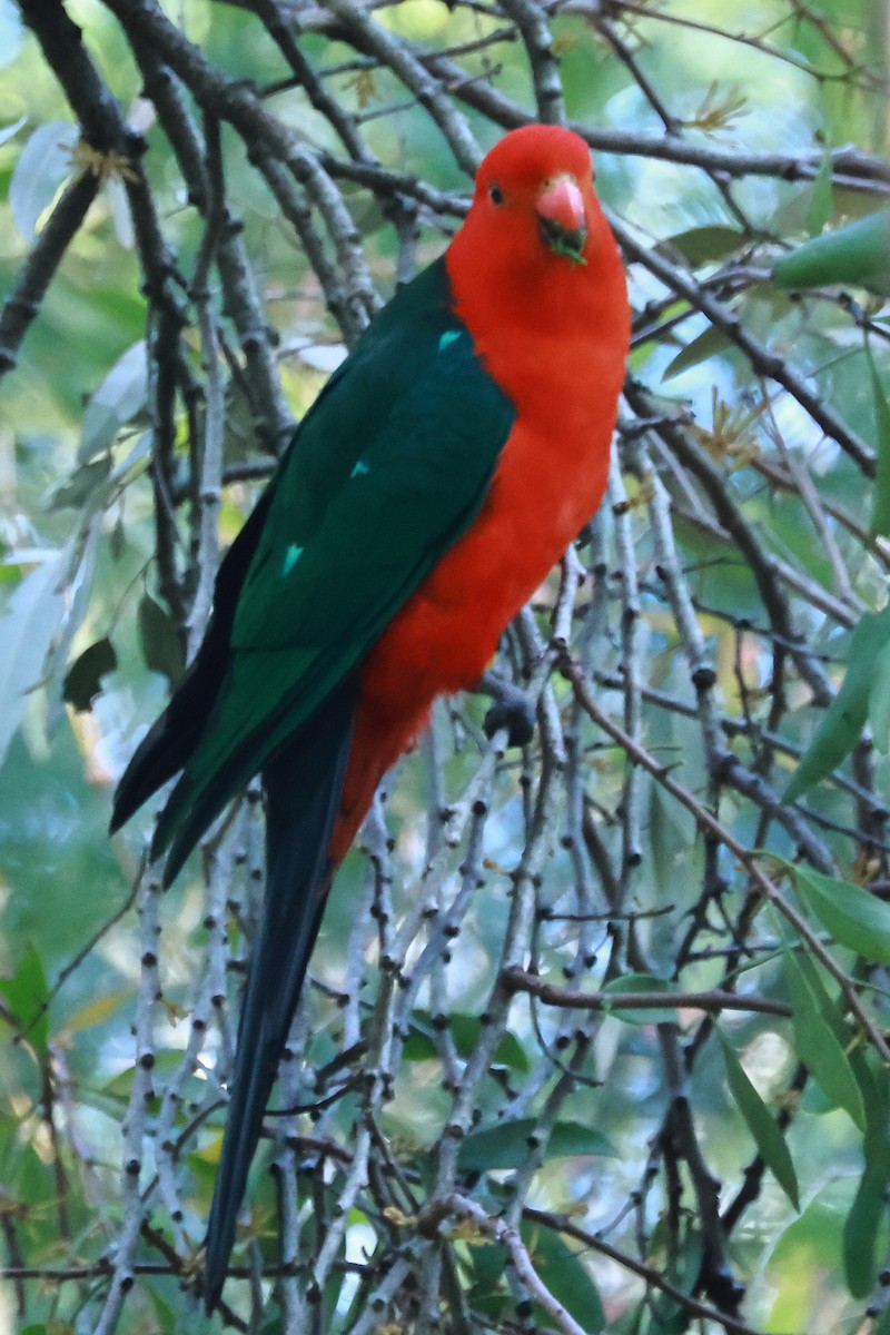 Australian King-Parrot - ML623827004