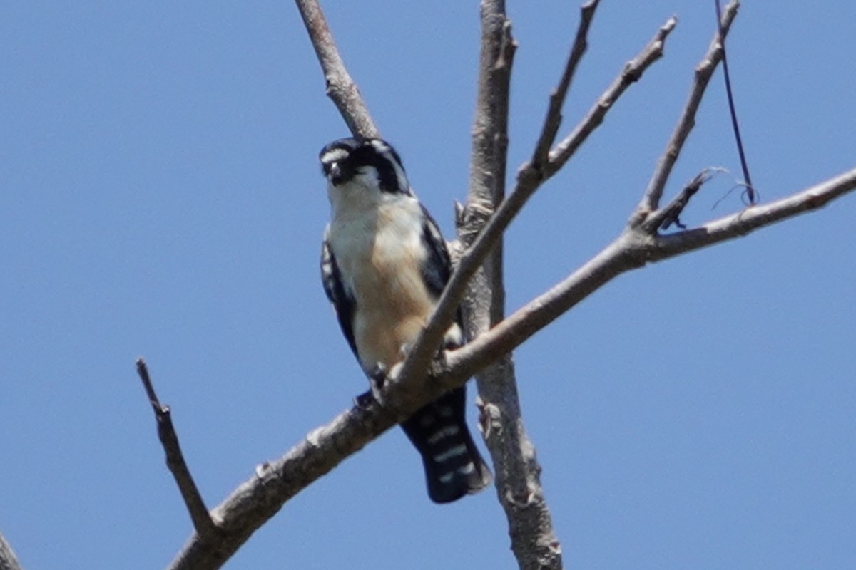Black-thighed Falconet - ML623827011
