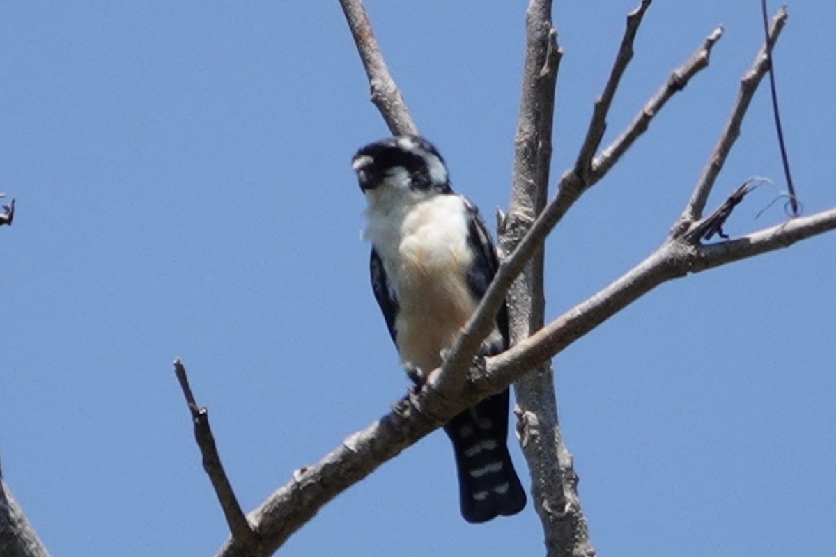 Black-thighed Falconet - ML623827012