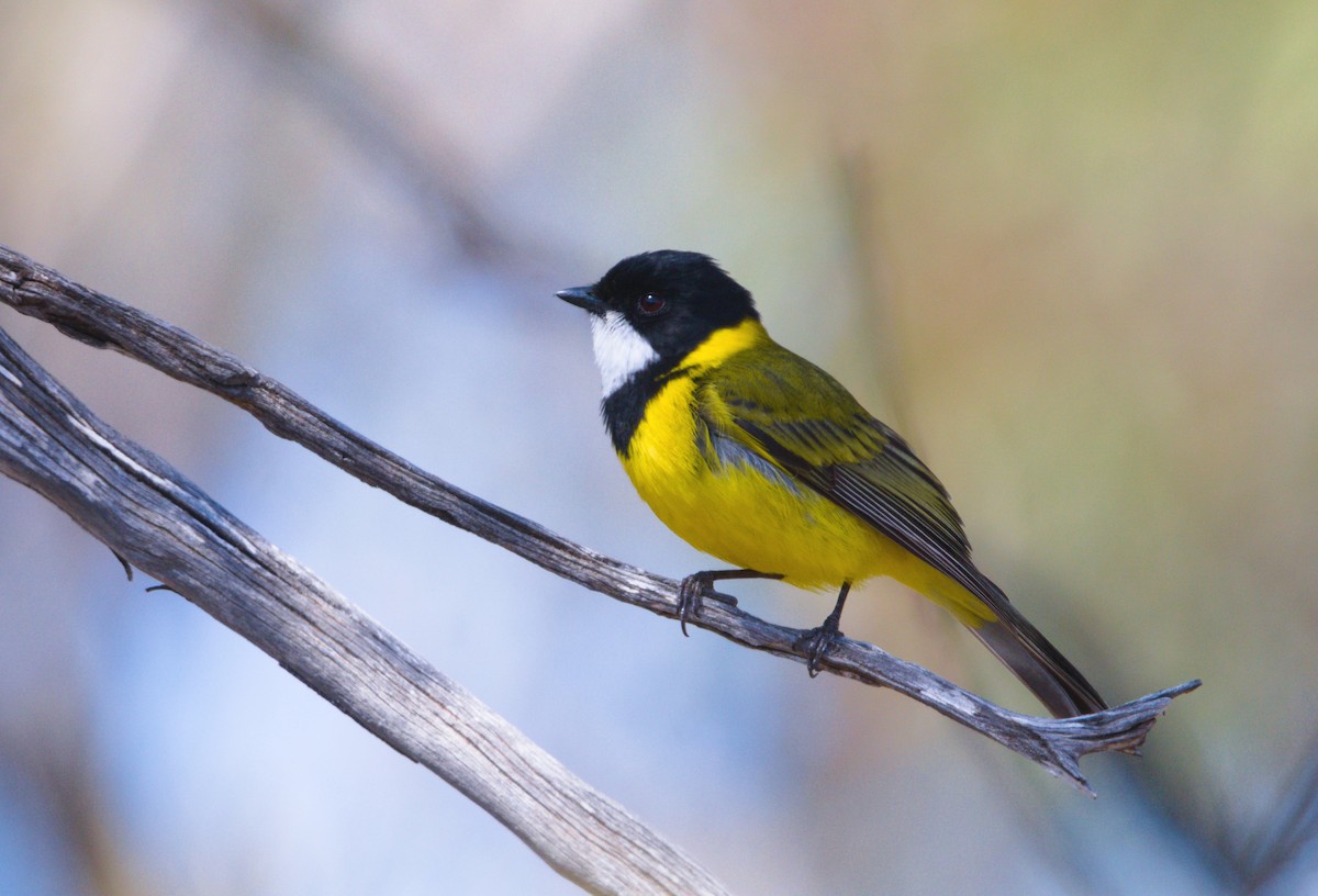 Golden Whistler (Western) - ML623827014