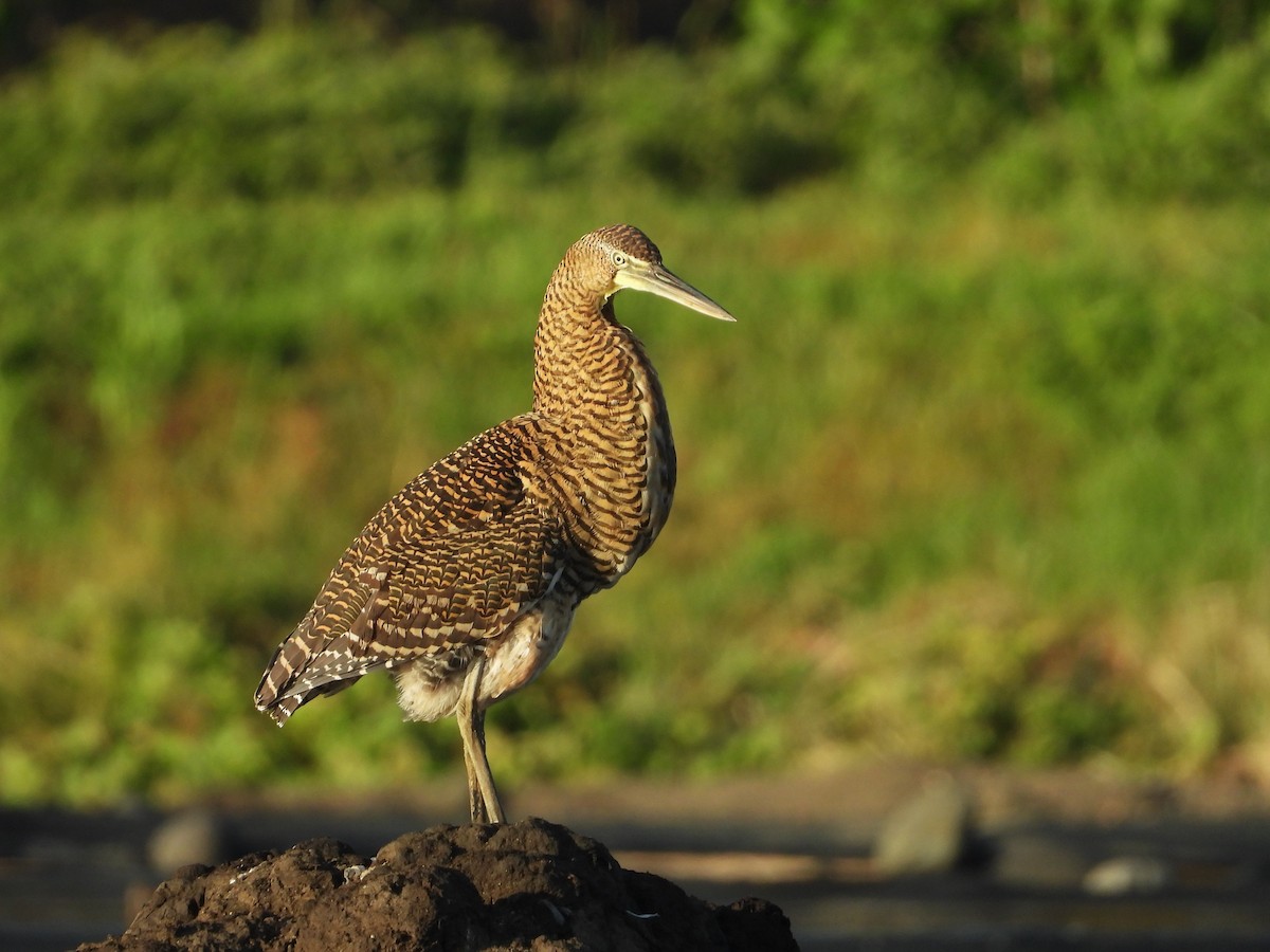 Bare-throated Tiger-Heron - ML623827016