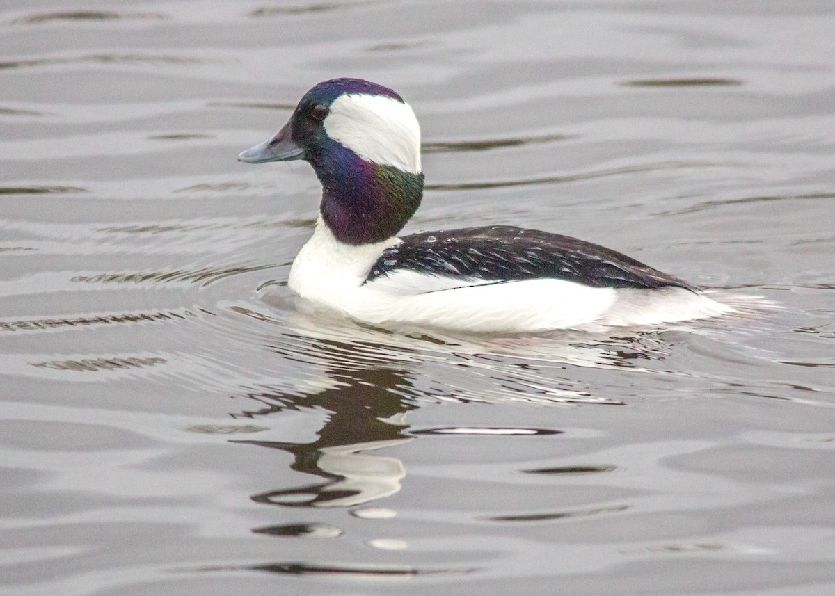 Bufflehead - ML623827021