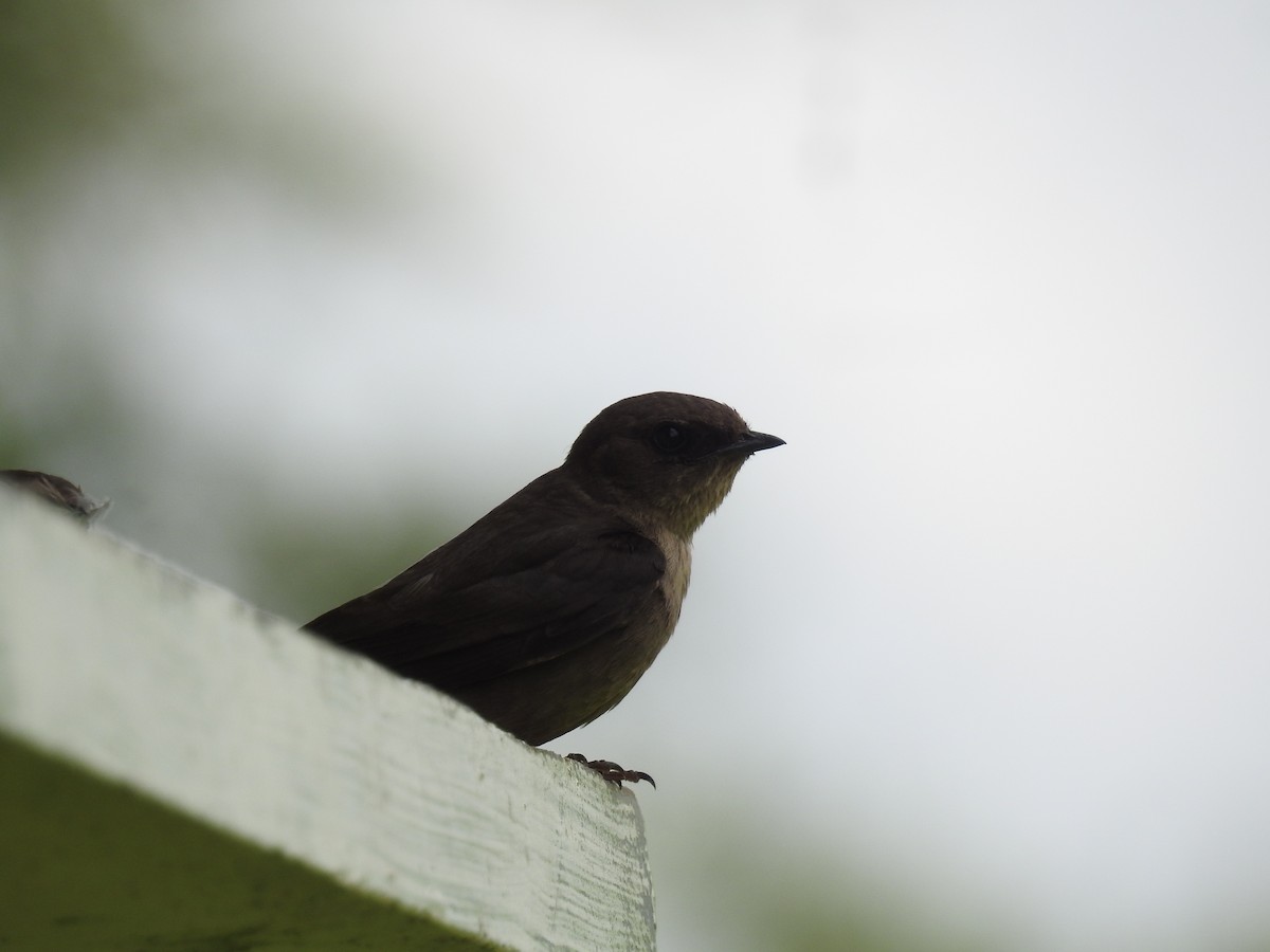 Dusky Crag-Martin - ML623827056