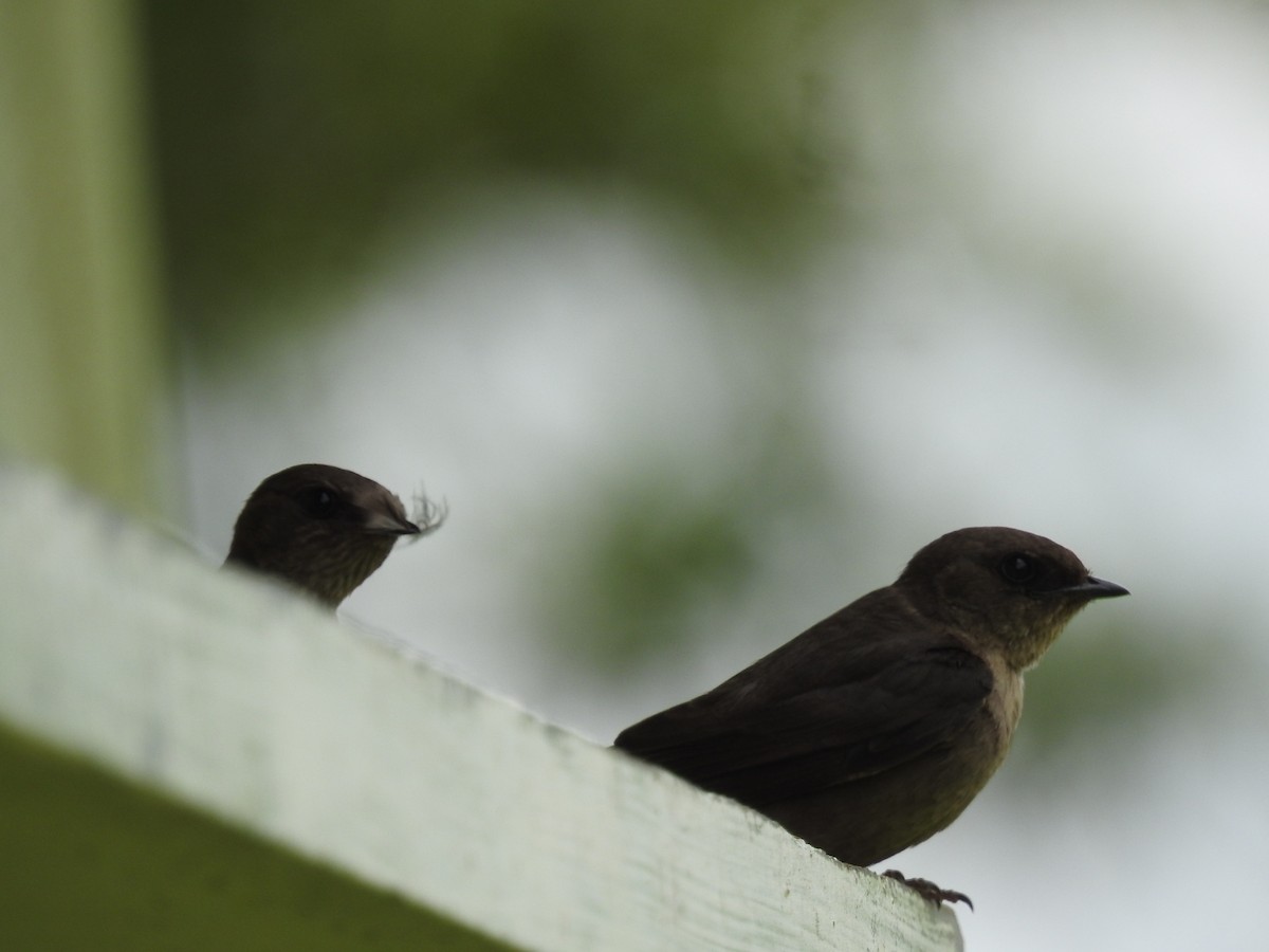 Dusky Crag-Martin - ML623827057