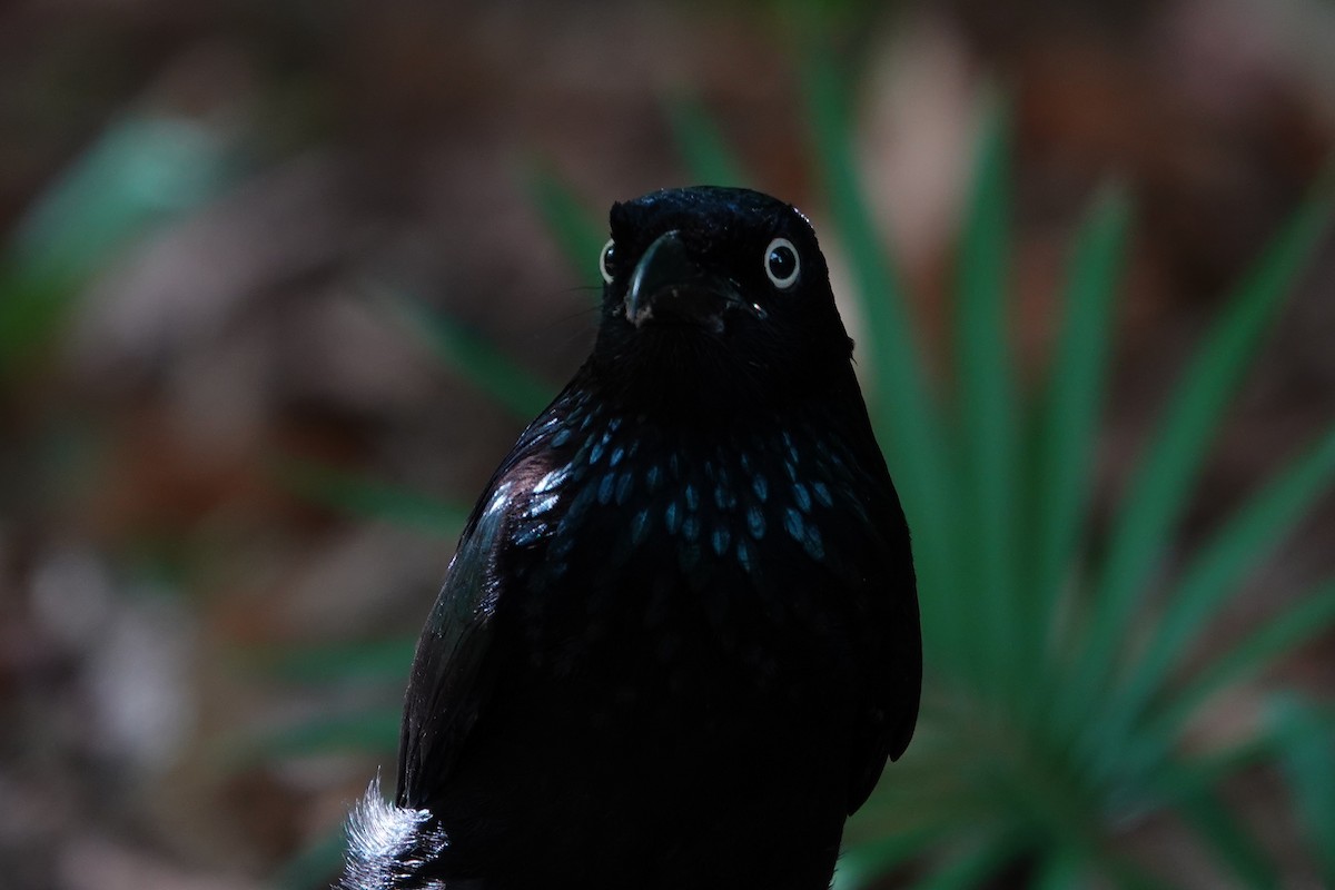 Hair-crested Drongo - ML623827069