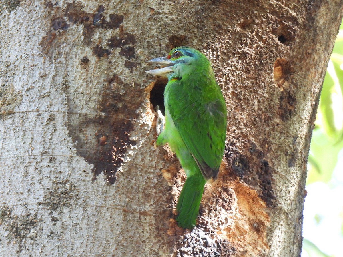 Moustached Barbet - ML623827077