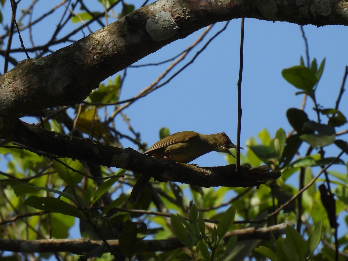 Gray-eyed Bulbul - ML623827090