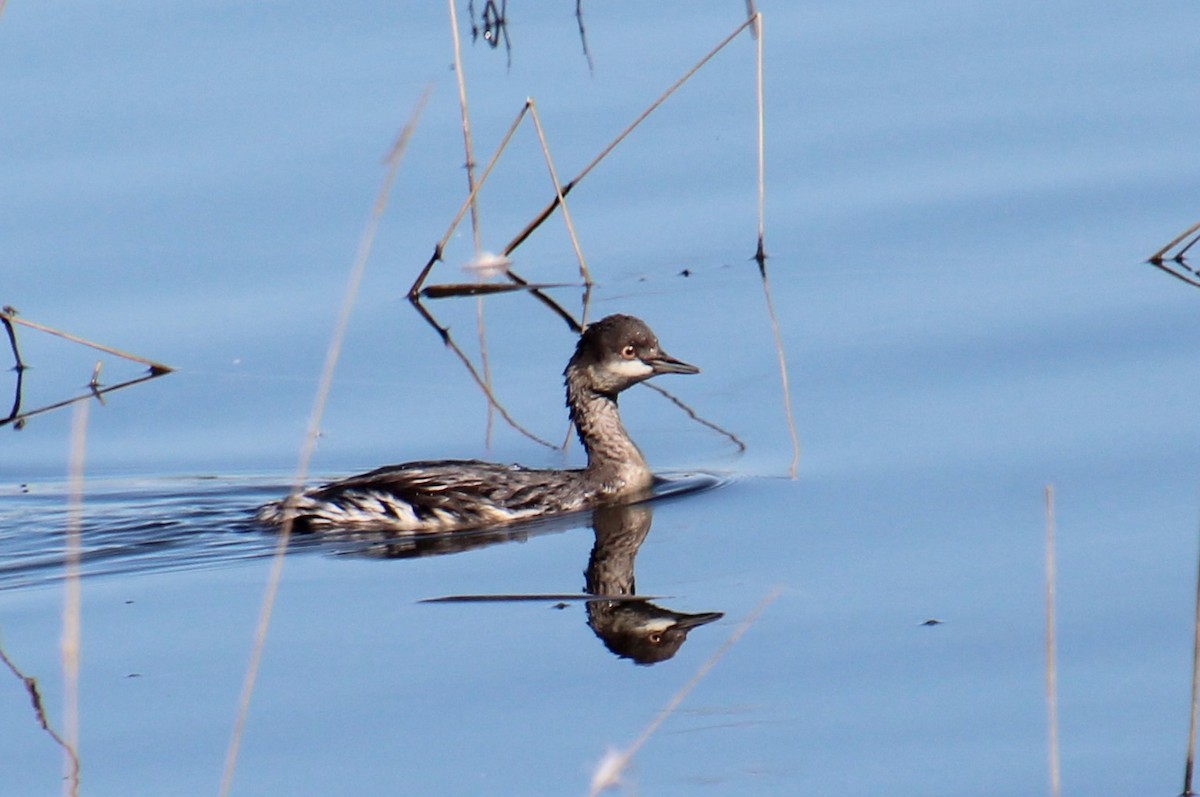 Eared Grebe - ML623827111