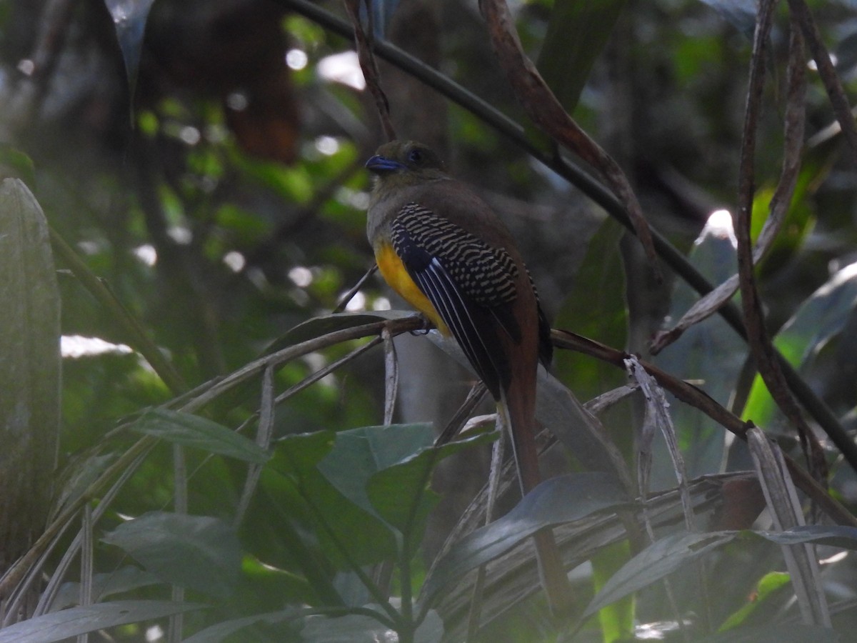 Orange-breasted Trogon - ML623827113