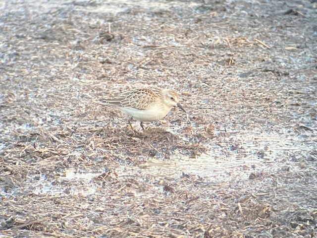 Semipalmated Sandpiper - ML623827223