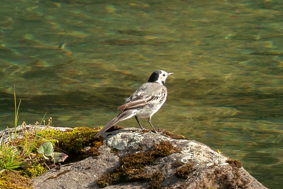 White Wagtail - ML623827299