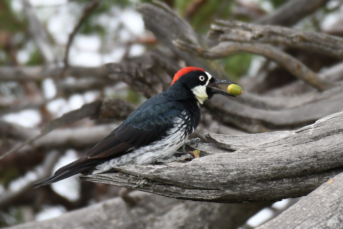 Acorn Woodpecker - Daniel Bailey