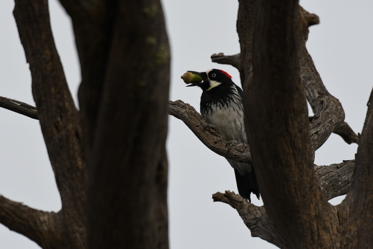 Acorn Woodpecker - ML623827307