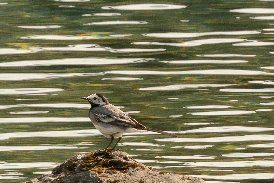 White Wagtail - Marcy Carpenter