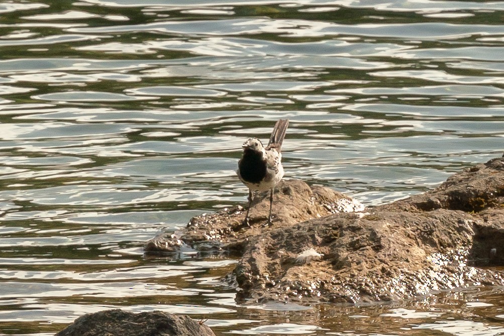 White Wagtail - ML623827309