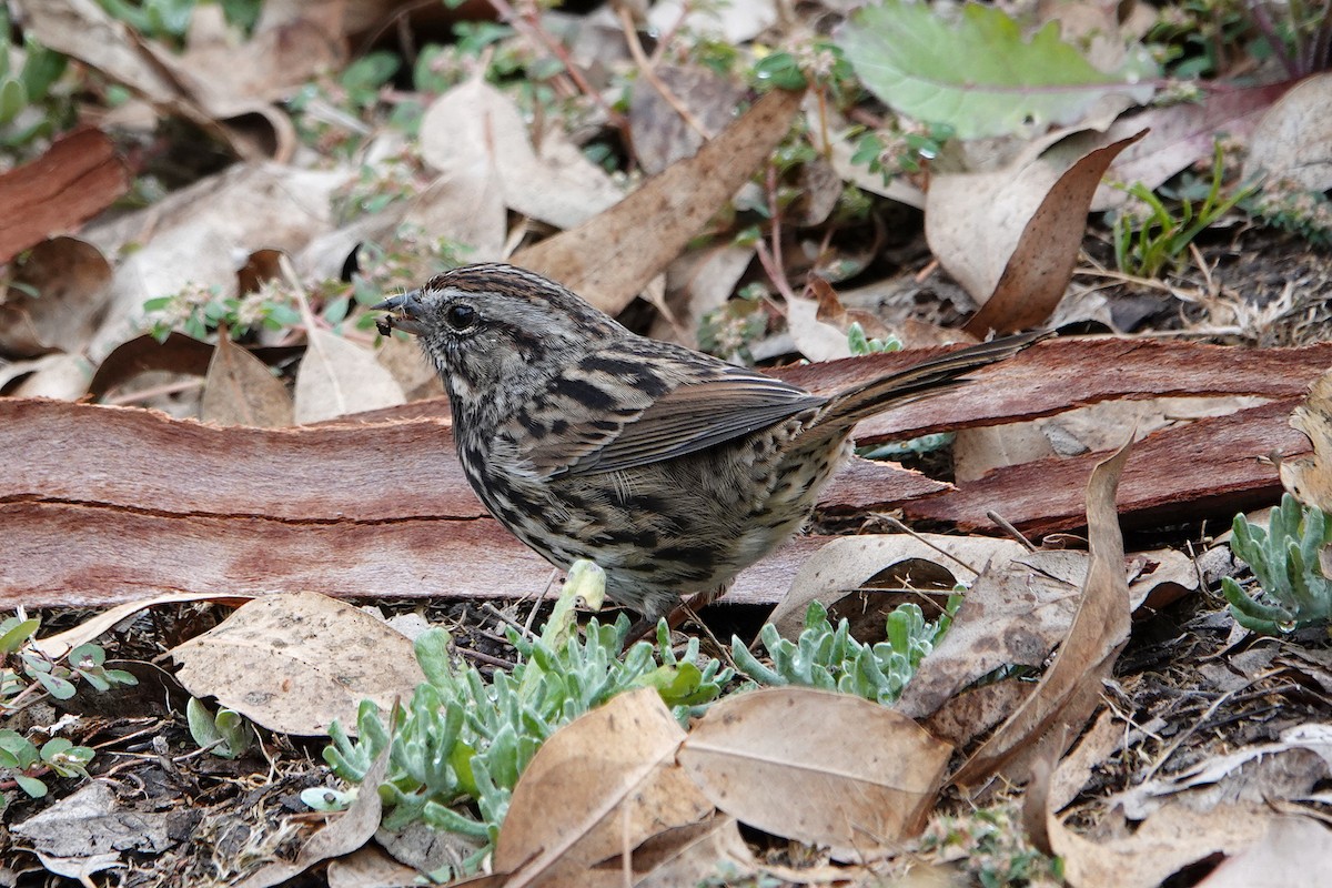 Song Sparrow - ML623827311