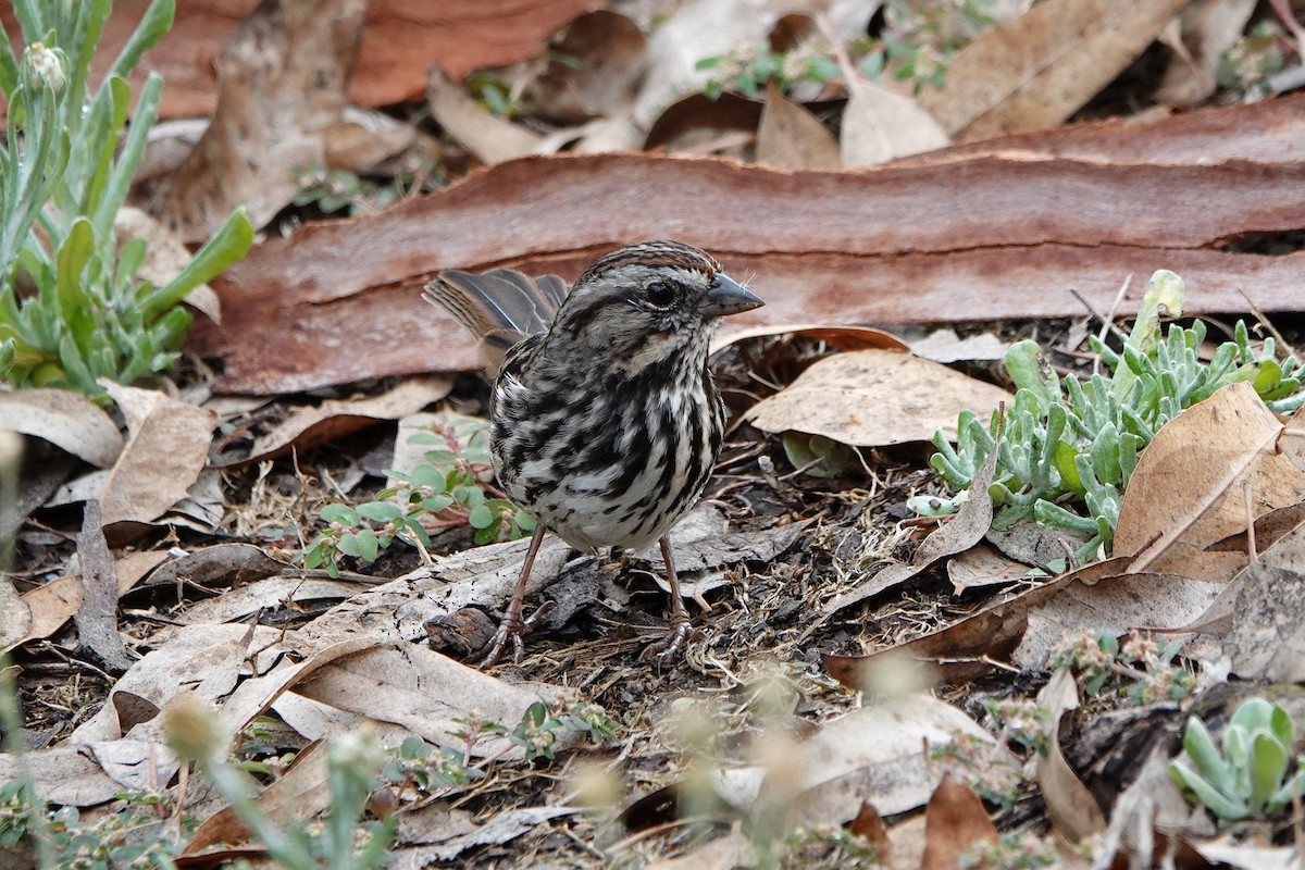 Song Sparrow - ML623827315