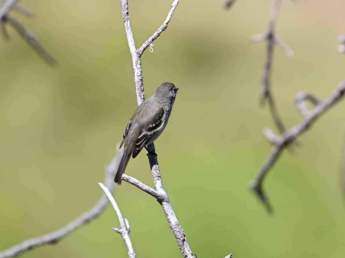 Least Flycatcher - ML623827320