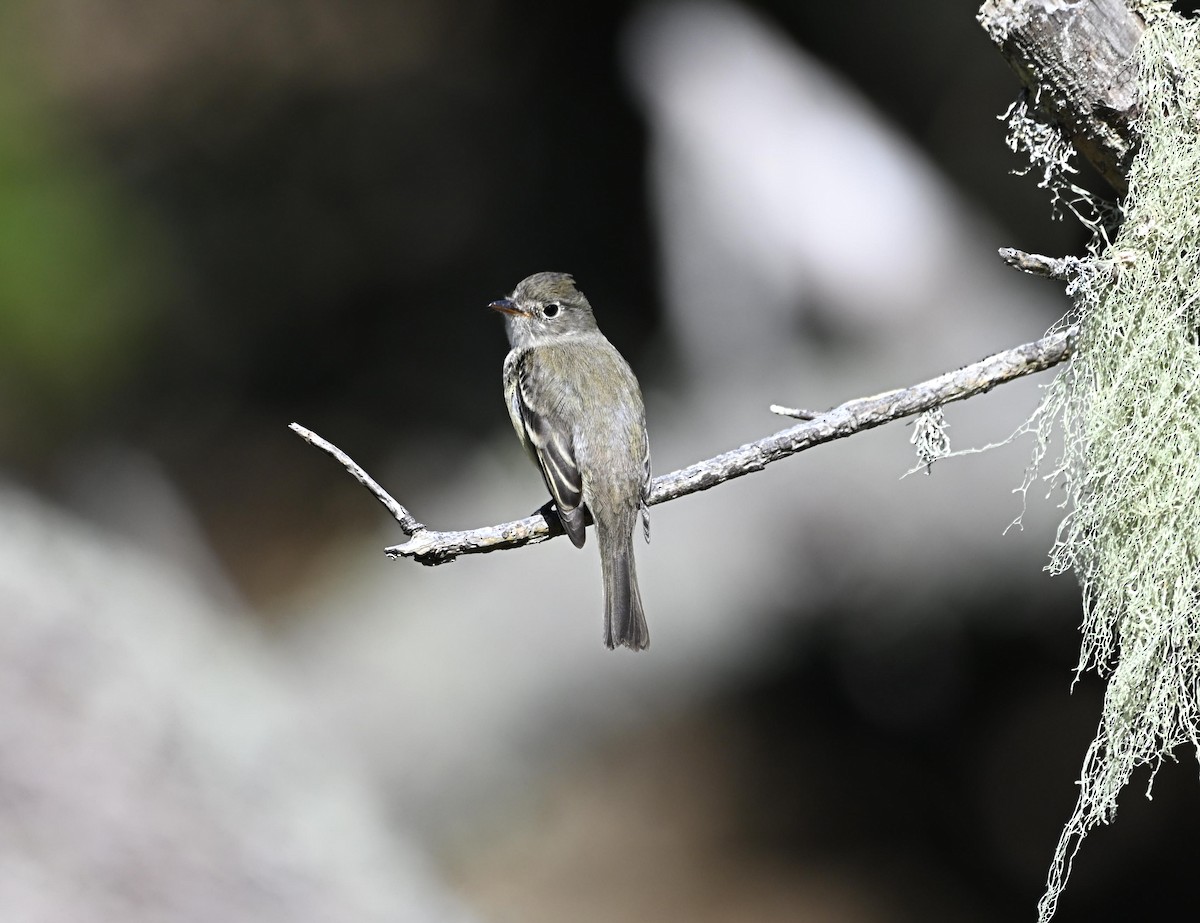 Least Flycatcher - ML623827321