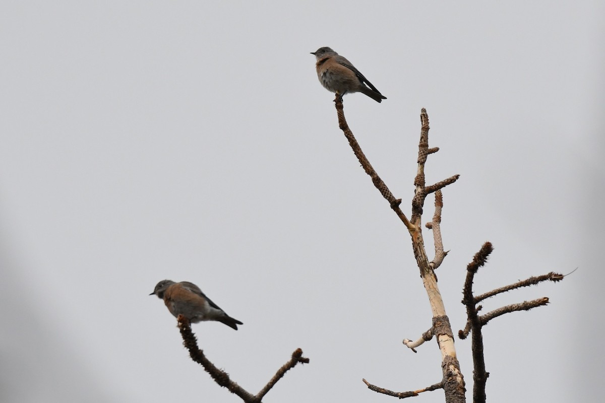 Western Bluebird - ML623827327