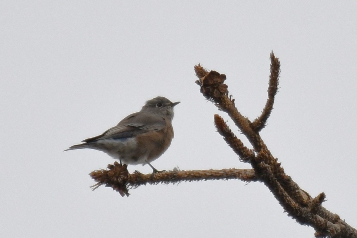 Western Bluebird - ML623827328