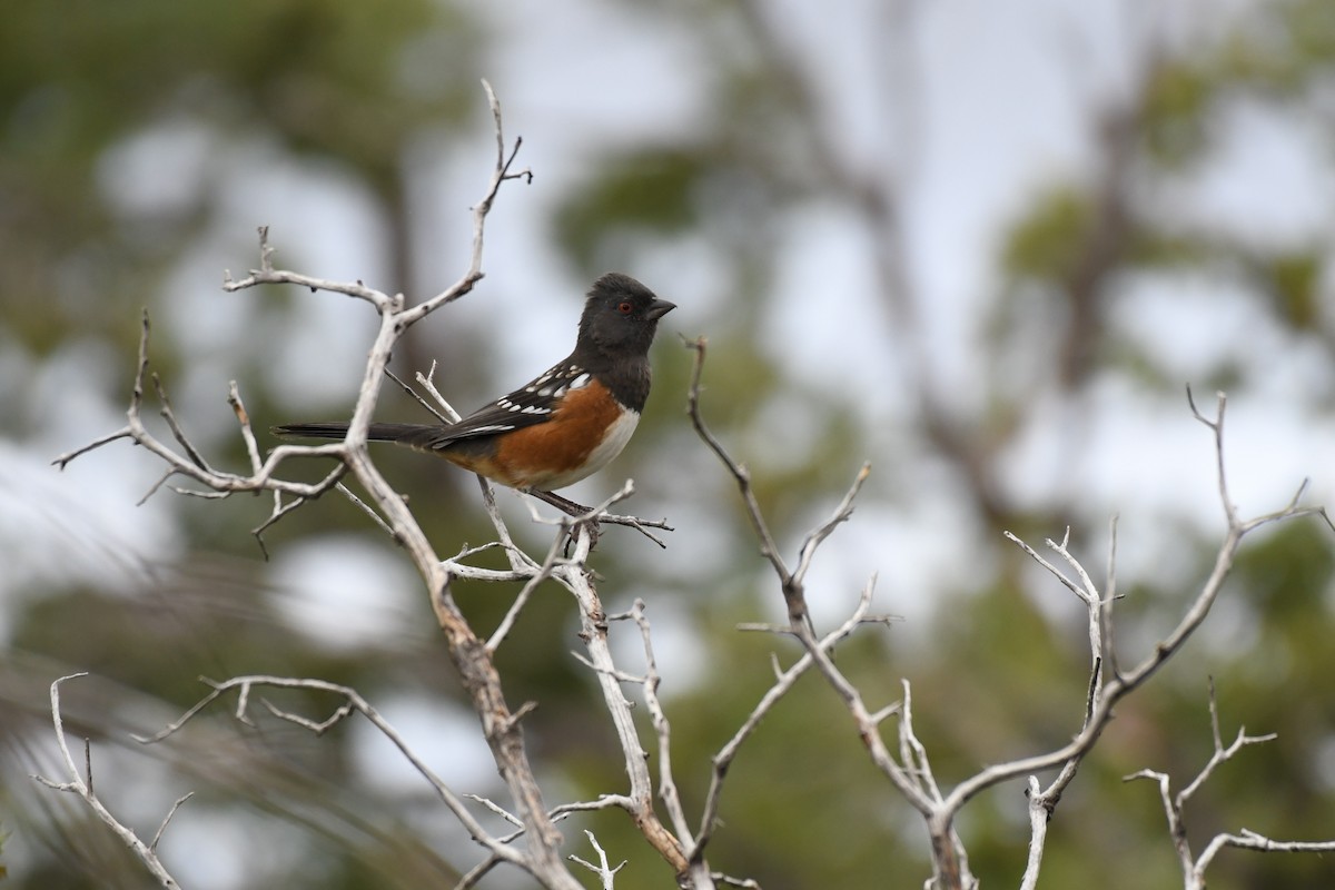 Spotted Towhee - ML623827330