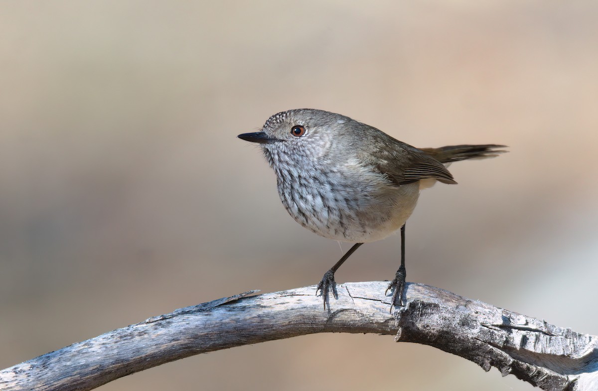 Inland Thornbill - ML623827331