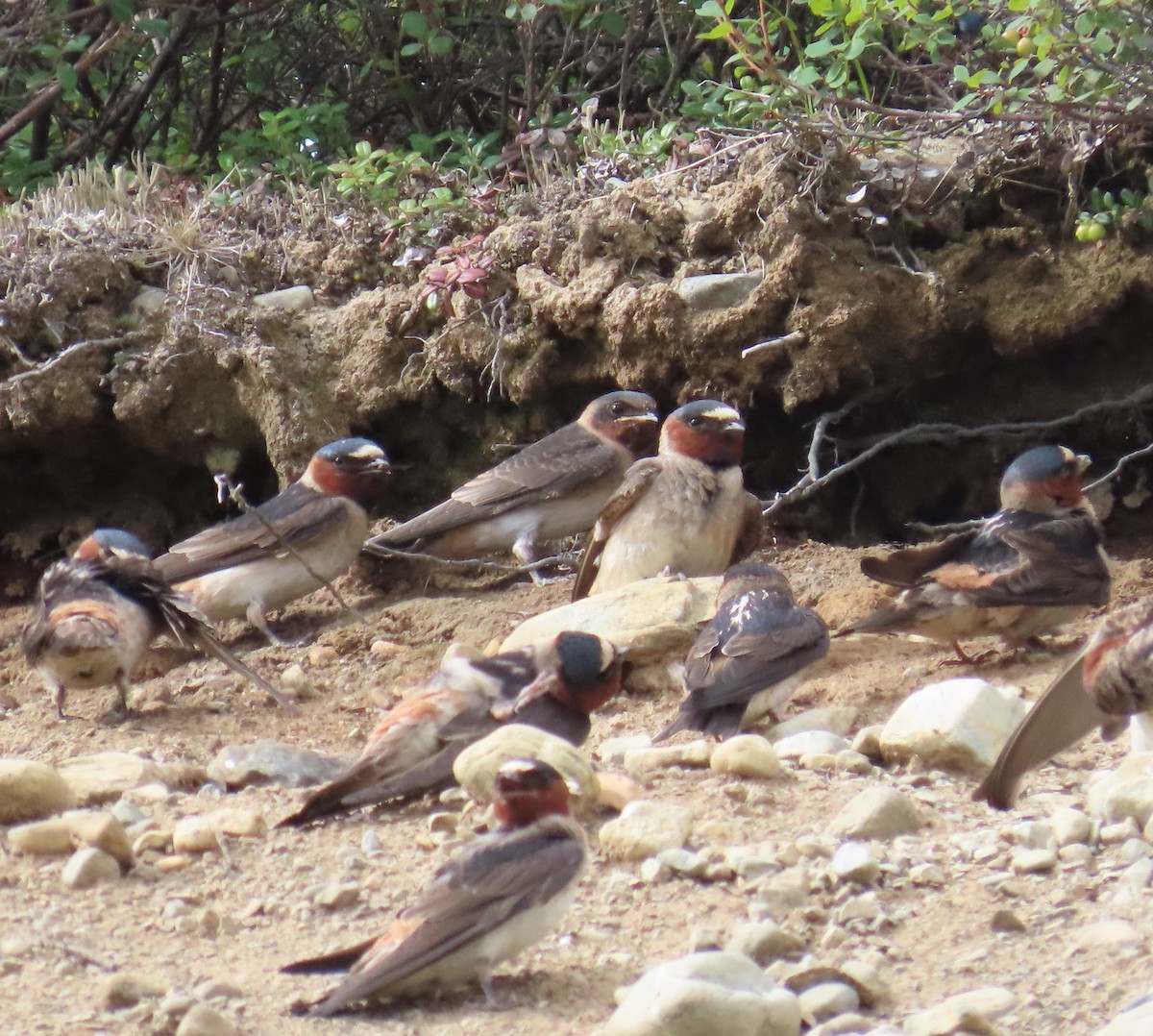 Cliff Swallow - ML623827346