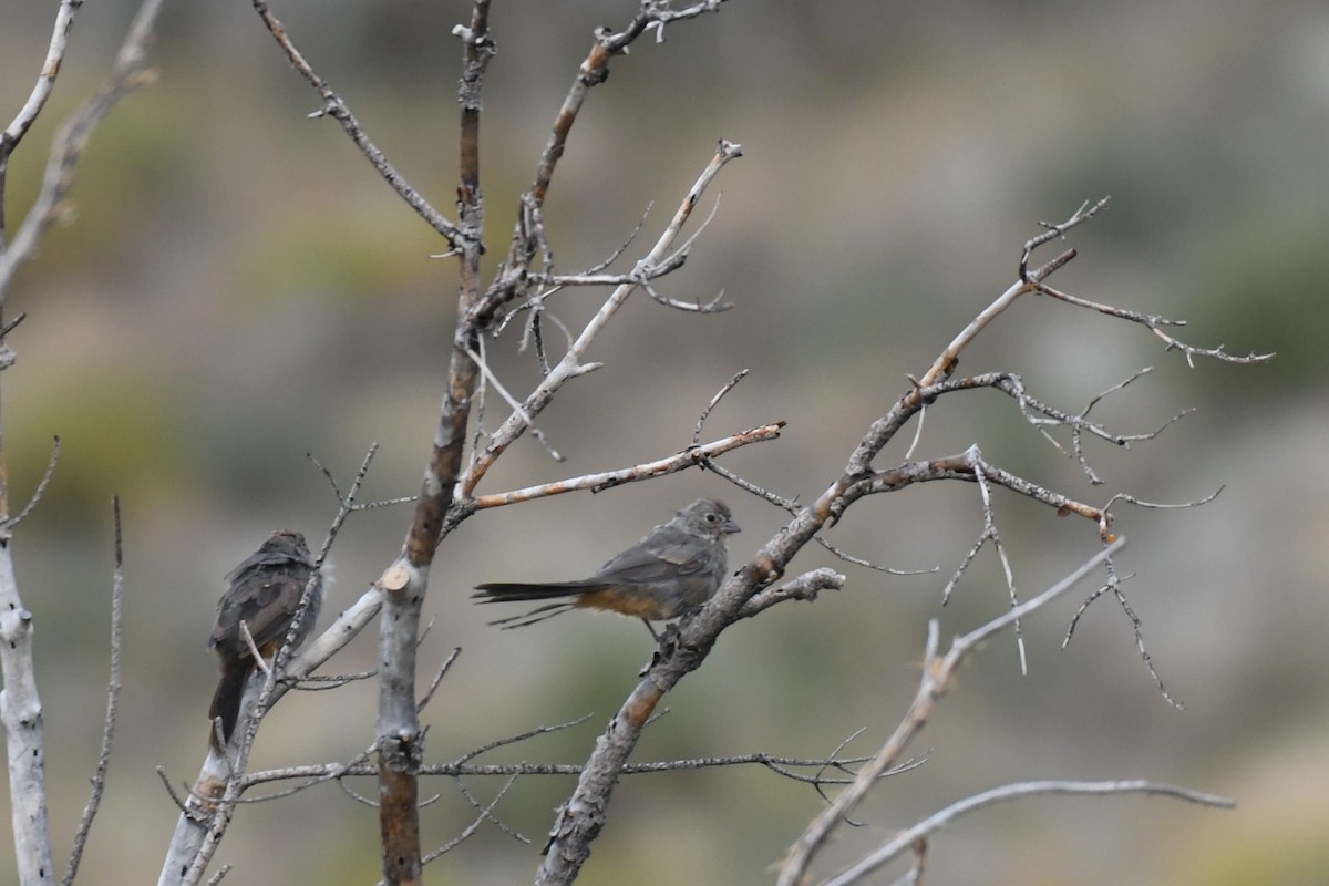 Canyon Towhee - ML623827349