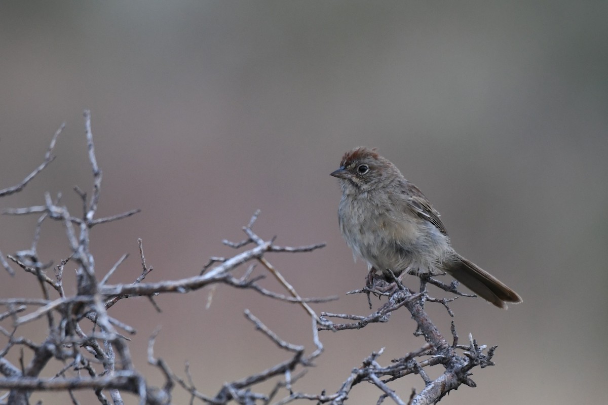 Rufous-crowned Sparrow - Daniel Bailey