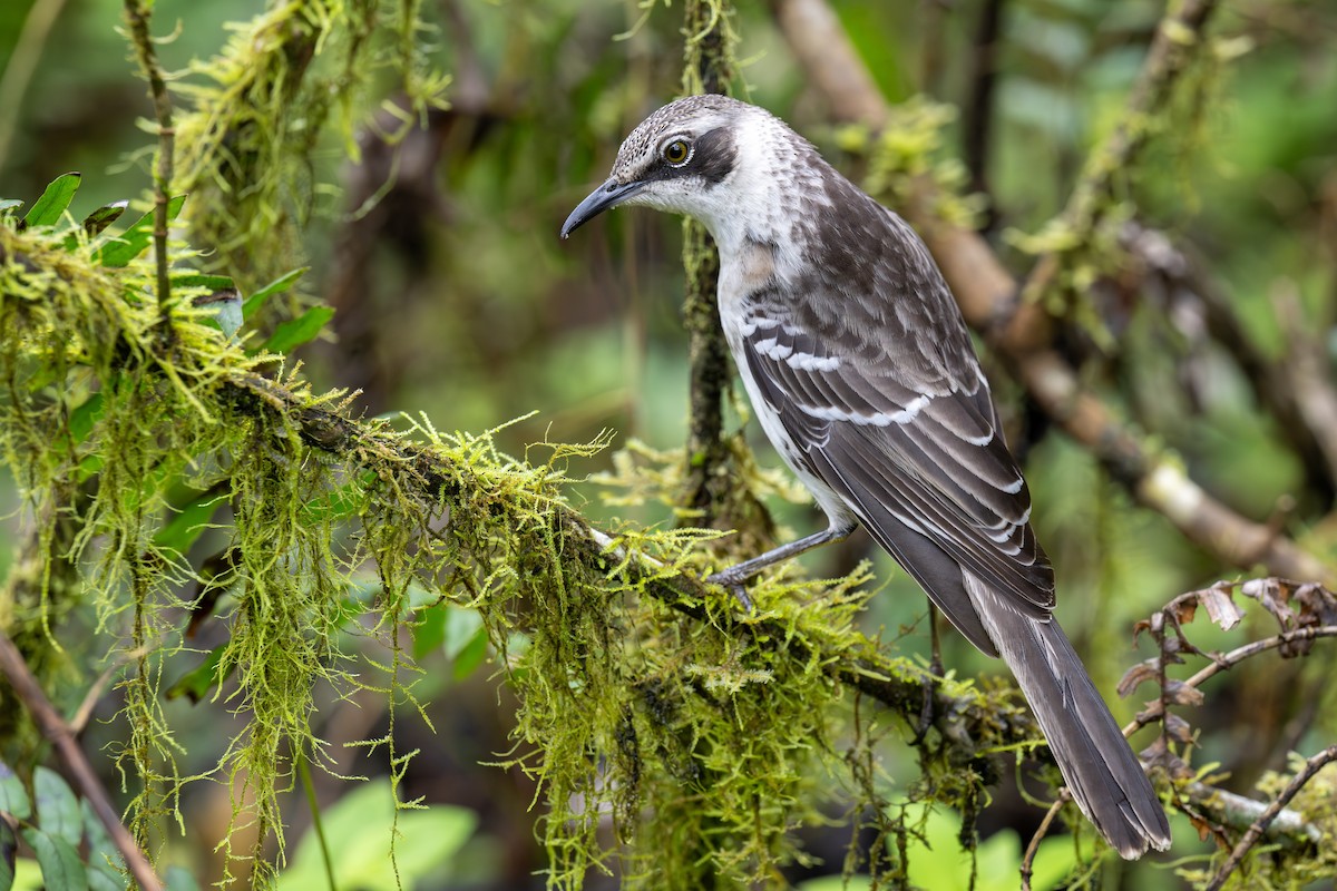 Galapagos Mockingbird - ML623827395