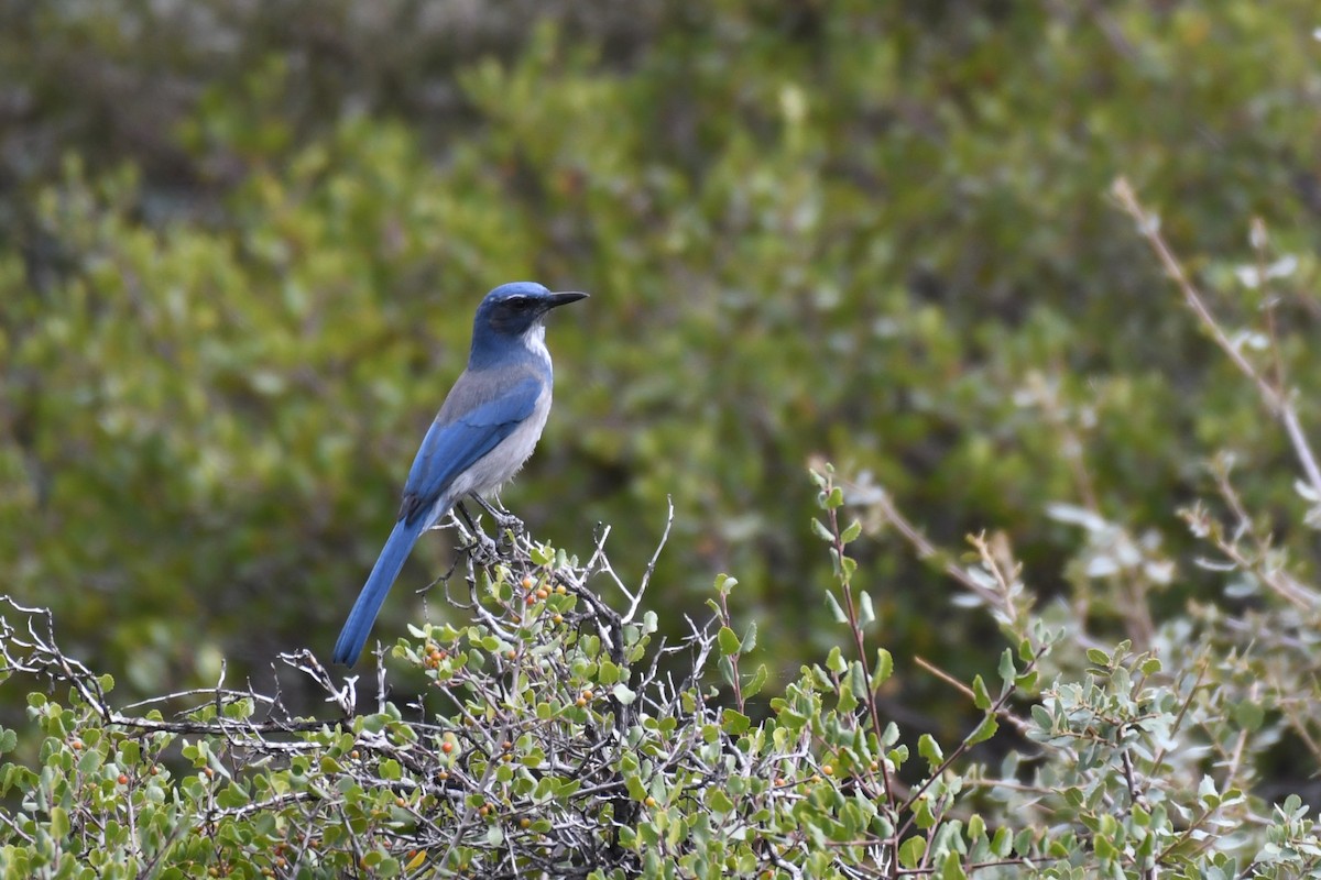 Woodhouse's Scrub-Jay - Daniel Bailey