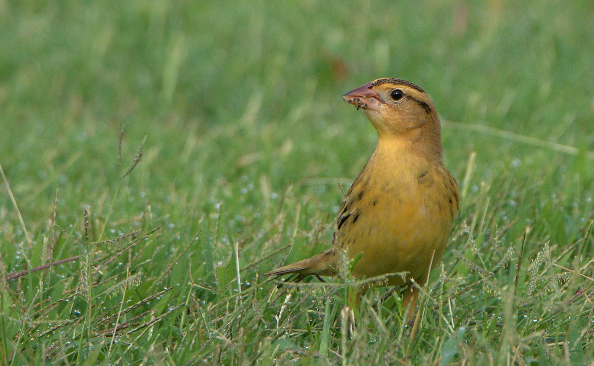 bobolink americký - ML623827413