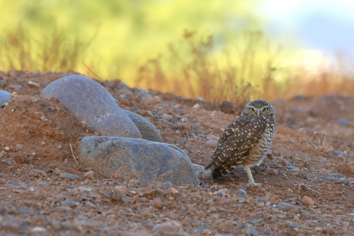 Burrowing Owl - ML623827439