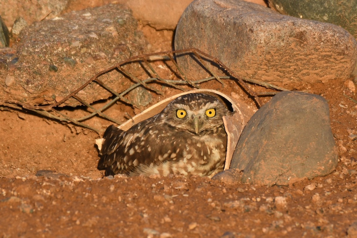 Burrowing Owl - ML623827440