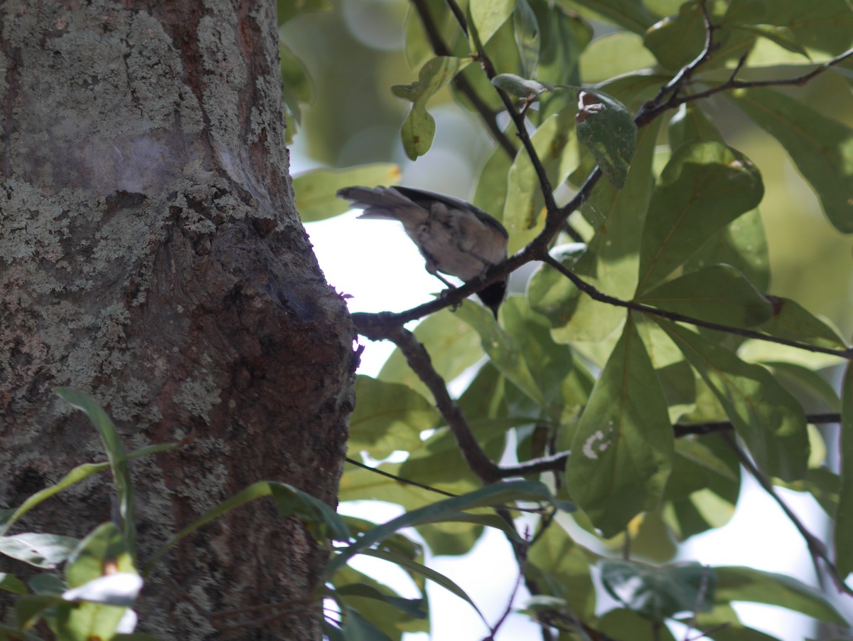 Carolina Chickadee - ML623827443