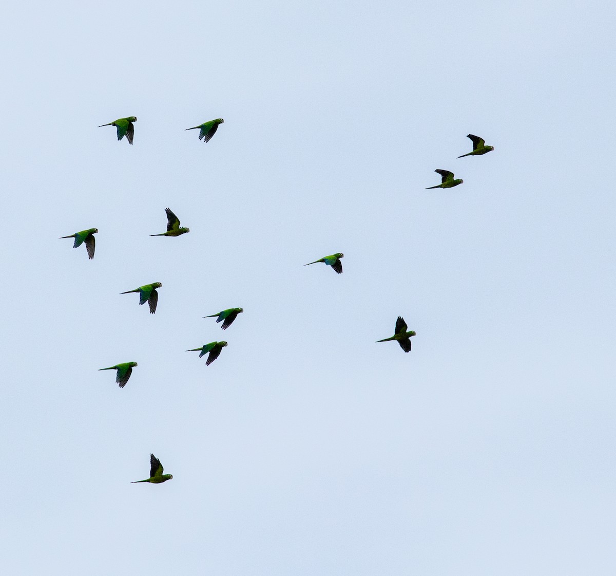 Olive-throated Parakeet (Aztec) - Euclides "Kilo" Campos