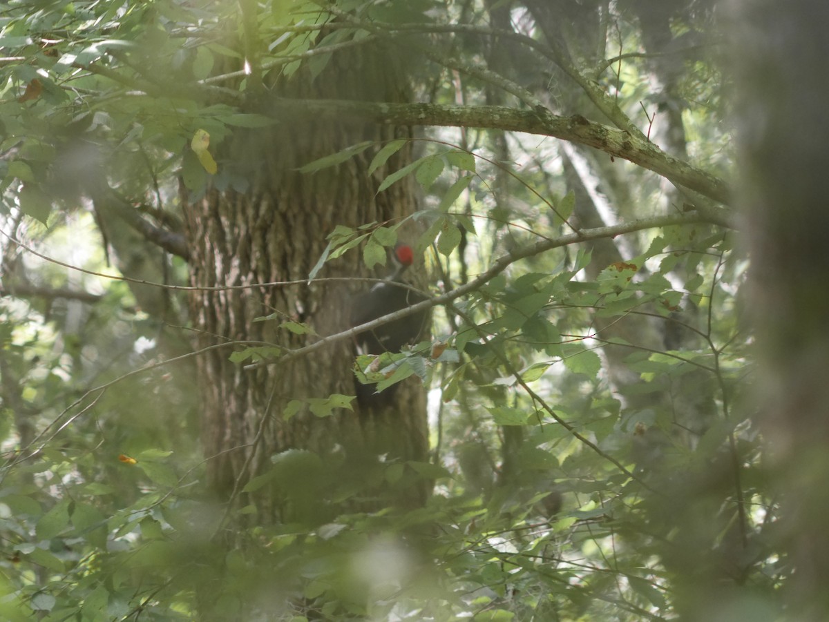 Pileated Woodpecker - ML623827489