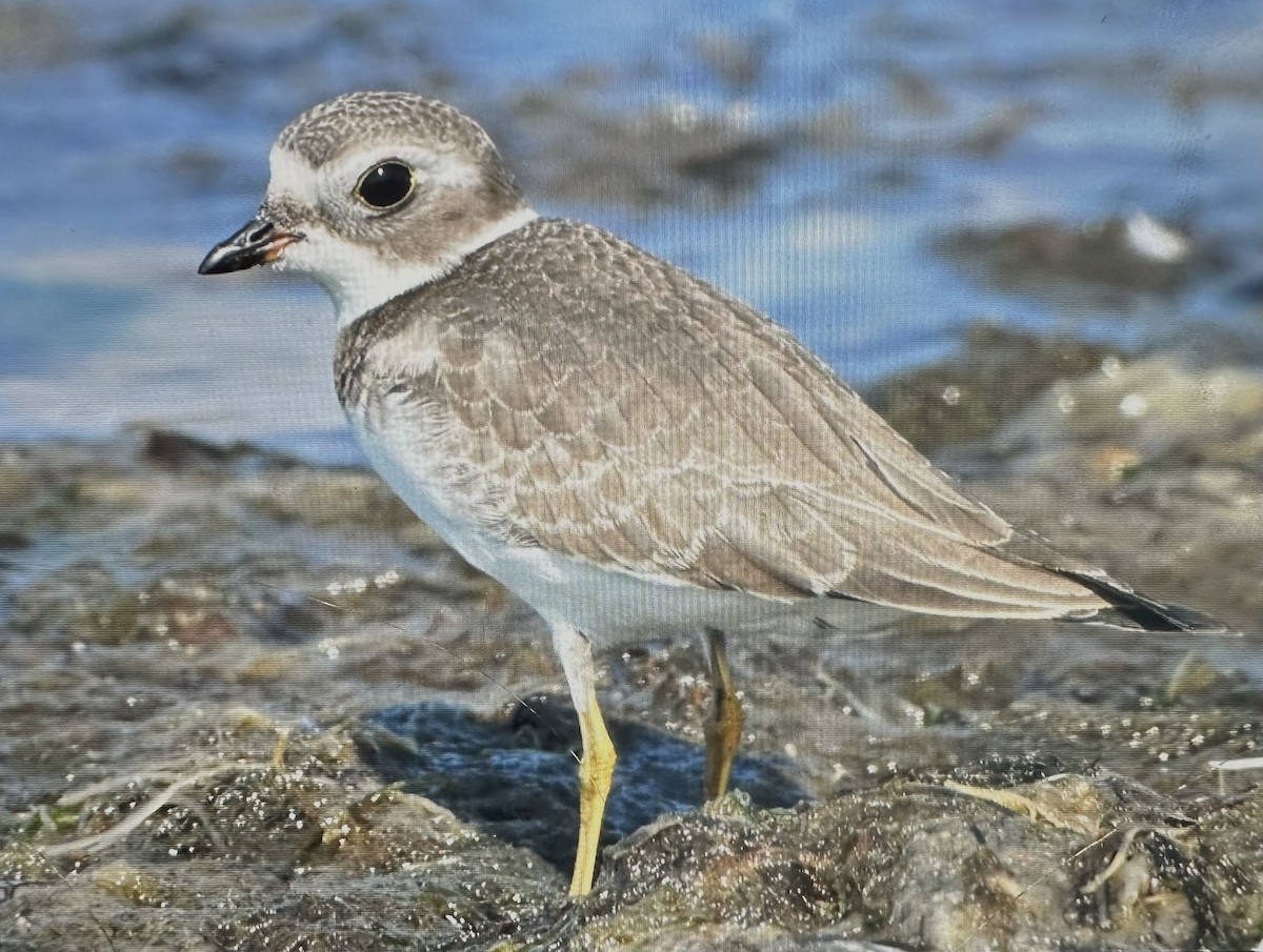 Semipalmated Plover - ML623827524