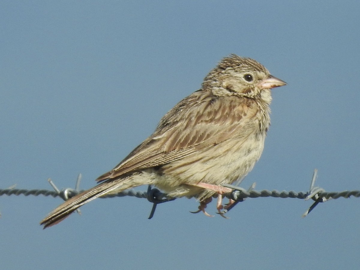 Vesper Sparrow - ML623827551