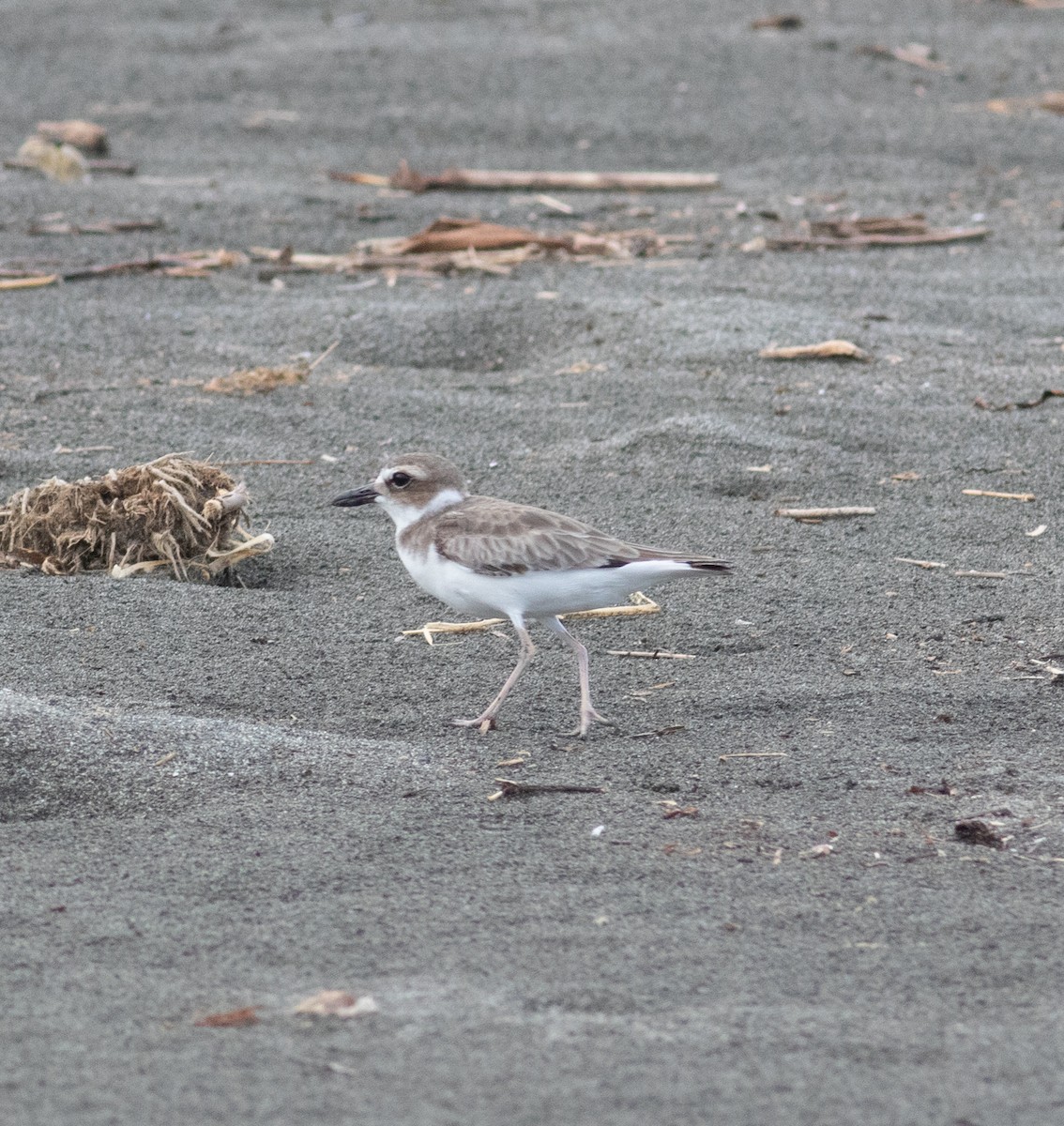 Wilson's Plover - ML623827554