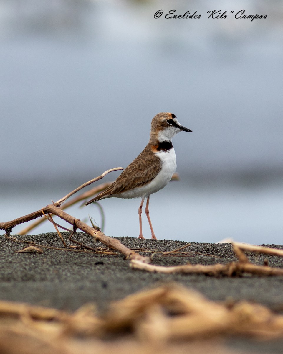 Collared Plover - Euclides "Kilo" Campos