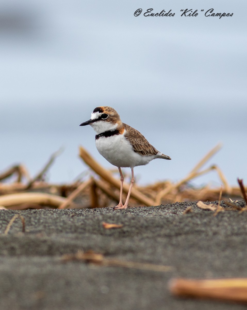 Collared Plover - ML623827558